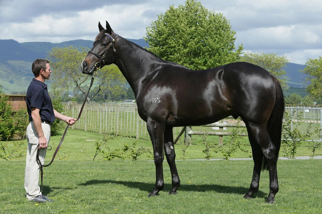 Sacred Capital (NZ) pictured as a Two-Year-Old